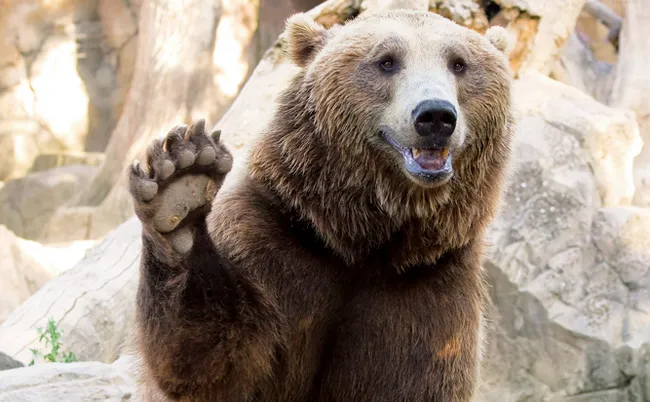 File:BearWave.webp