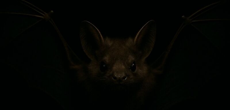 File:Battotem.jpg