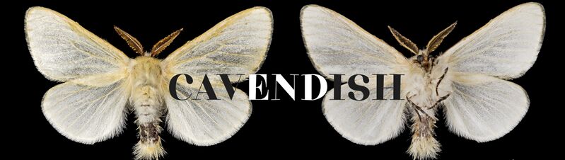 File:CavendishBanner1.jpg