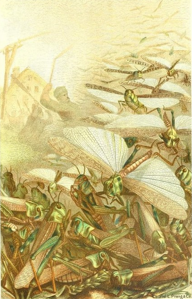 File:Locusts.png
